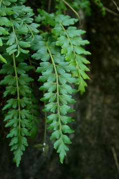 Image of Asplenium stuhlmannii Hieron.