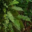 Plancia ëd Asplenium rutifolium (P. J. Berg.) Kunze