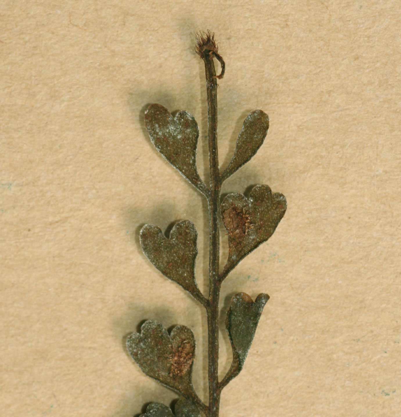 Image of Asplenium sandersonii Hook.