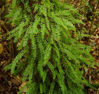 Image of Asplenium sandersonii Hook.