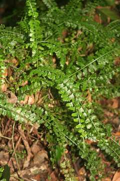 Image of Asplenium sandersonii Hook.