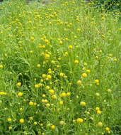 Image of Helenium aromaticum (Hook.) L. H. Bailey