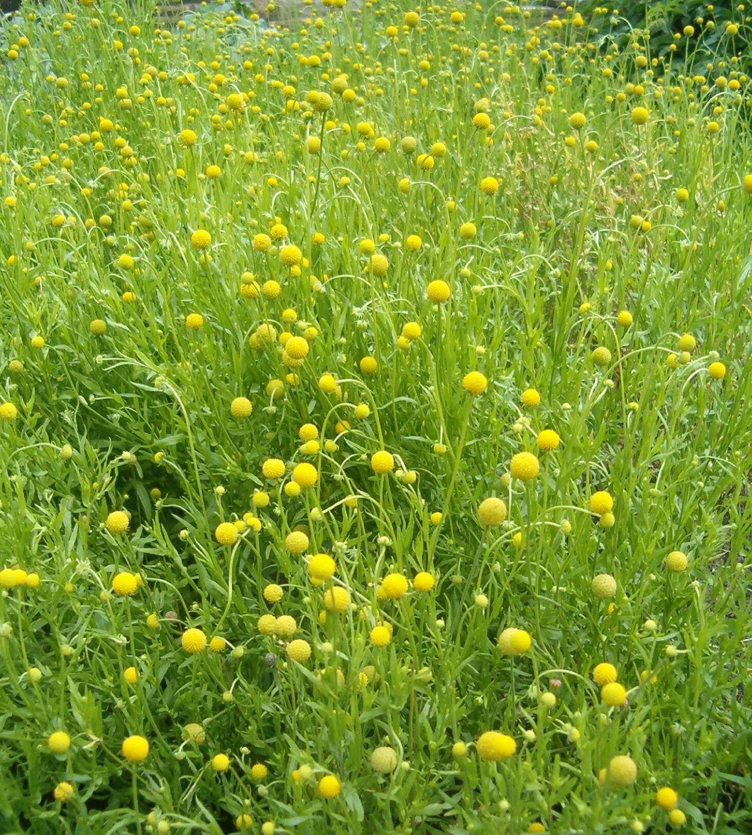 Image of Helenium aromaticum (Hook.) L. H. Bailey