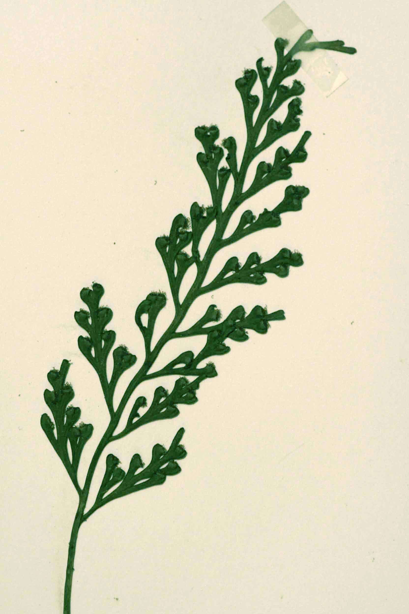 Image of Asplenium theciferum (Kunth) Mett.