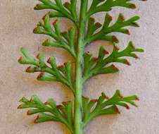 Image of Asplenium theciferum (Kunth) Mett.