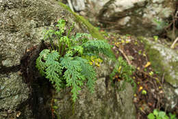 Image of Asplenium theciferum (Kunth) Mett.