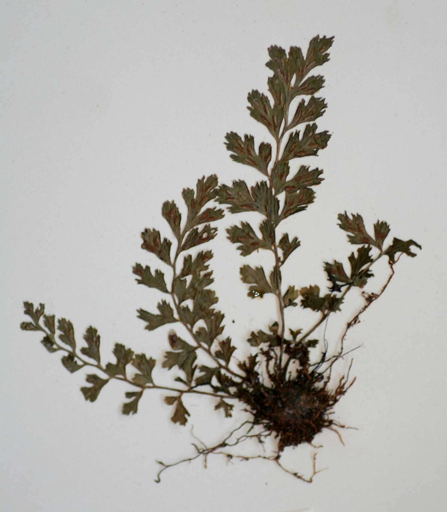 Image of <i>Asplenium varians</i> Wall. ex Hook. & Grev. ssp. <i>fimbriatum</i> (Kunze) Schelpe