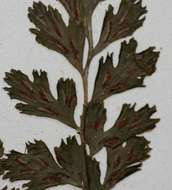 Image of <i>Asplenium varians</i> Wall. ex Hook. & Grev. ssp. <i>fimbriatum</i> (Kunze) Schelpe