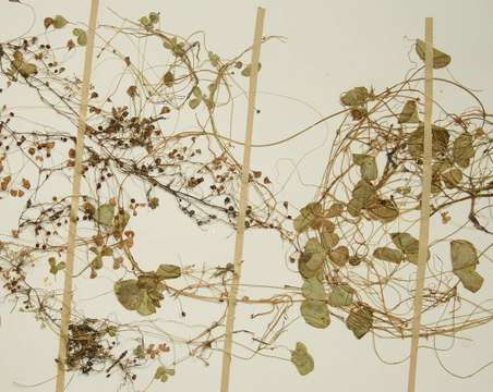 Image of Marsilea coromandelina Willd.