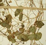 Image of Marsilea coromandelina Willd.