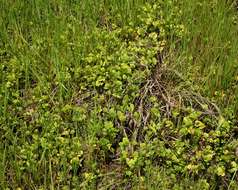 Image of Marsilea ephippiocarpa Alston