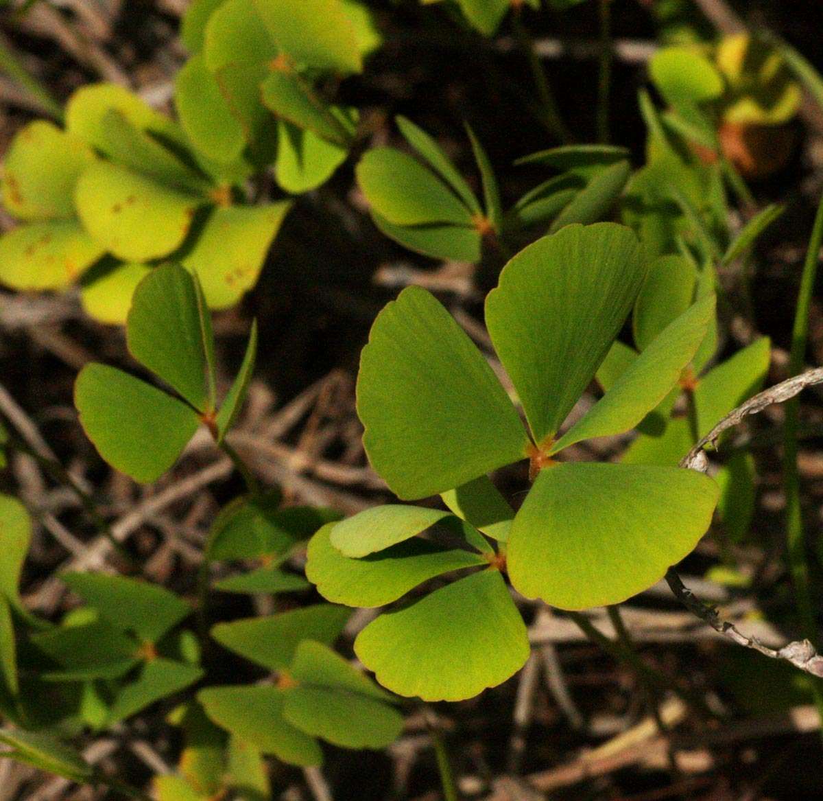 Слика од Marsilea ephippiocarpa Alston