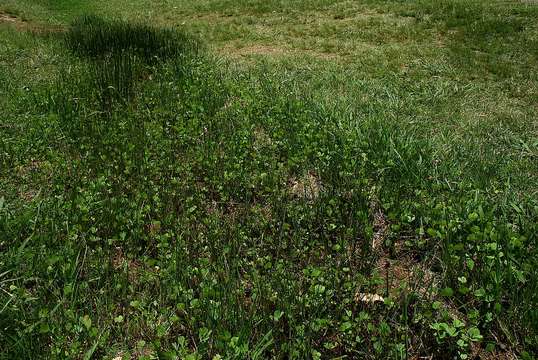 Plancia ëd Marsilea ephippiocarpa Alston