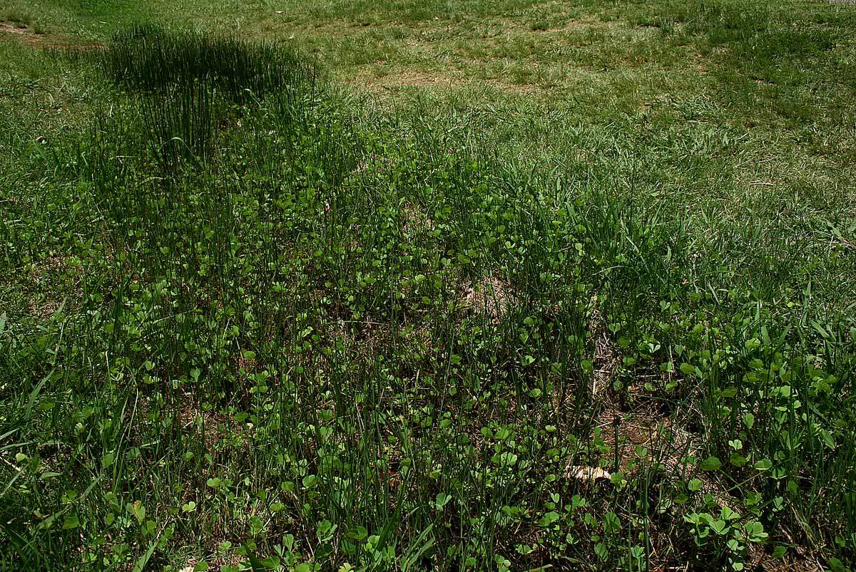 Image of Marsilea ephippiocarpa Alston