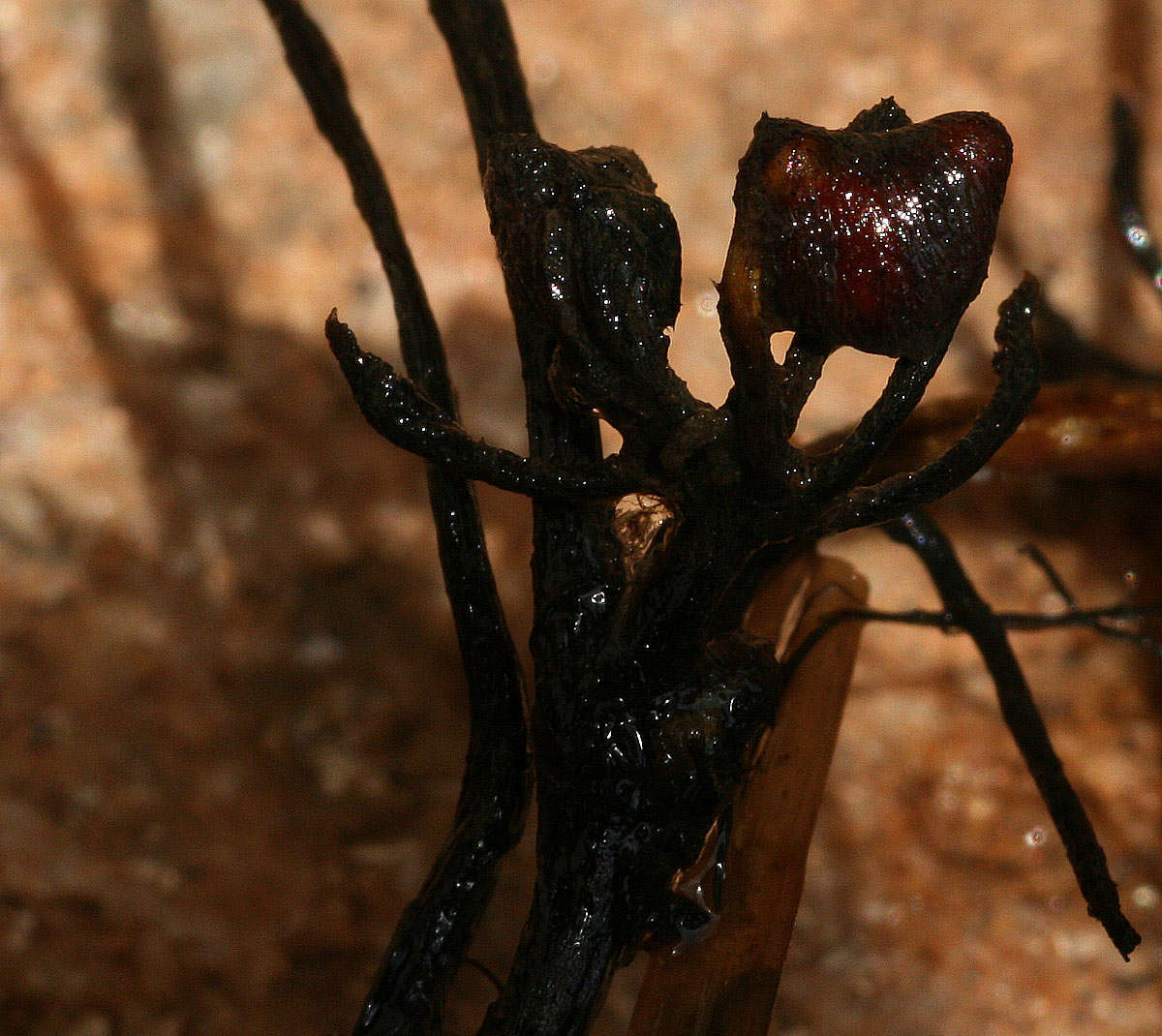 Слика од Marsilea ephippiocarpa Alston