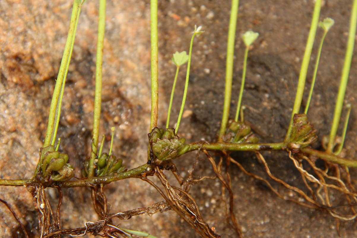 Слика од Marsilea ephippiocarpa Alston