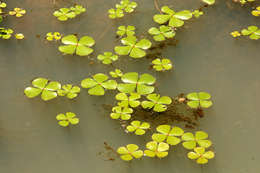 Plancia ëd Marsilea ephippiocarpa Alston