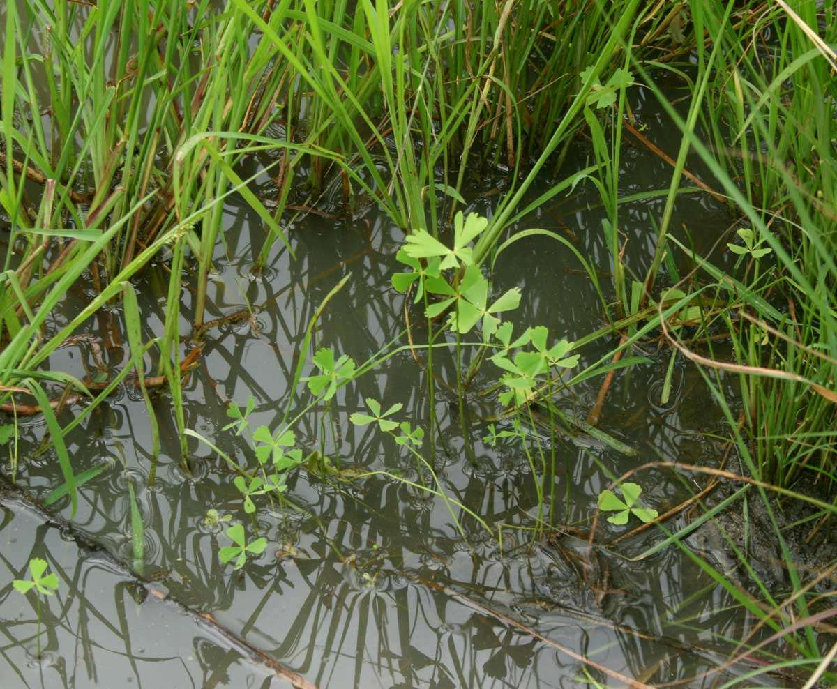 Plancia ëd <i>Marsilea macrocarpa</i> C. Presl