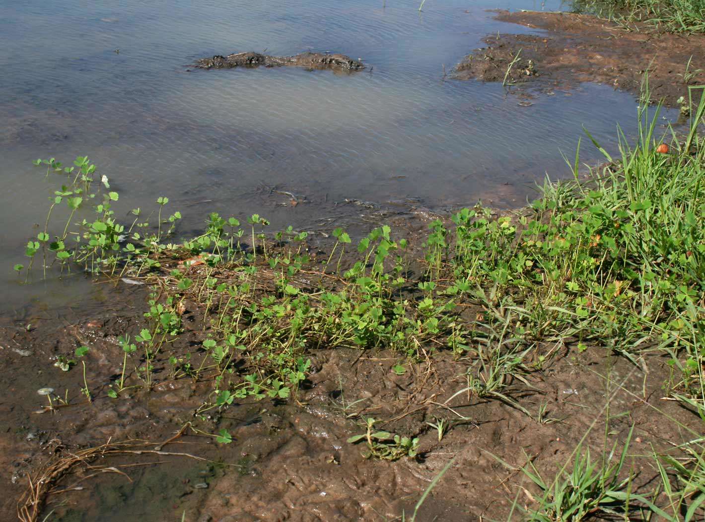 Plancia ëd <i>Marsilea macrocarpa</i> C. Presl