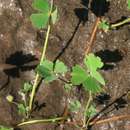 Image of <i>Marsilea macrocarpa</i> C. Presl