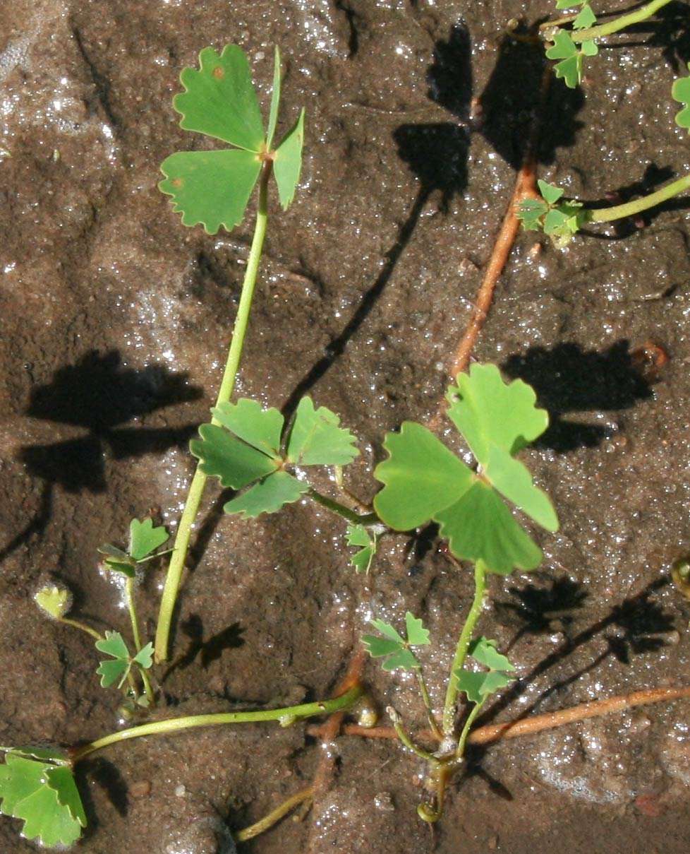 Plancia ëd <i>Marsilea macrocarpa</i> C. Presl