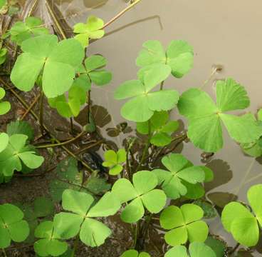 Image of waterclover