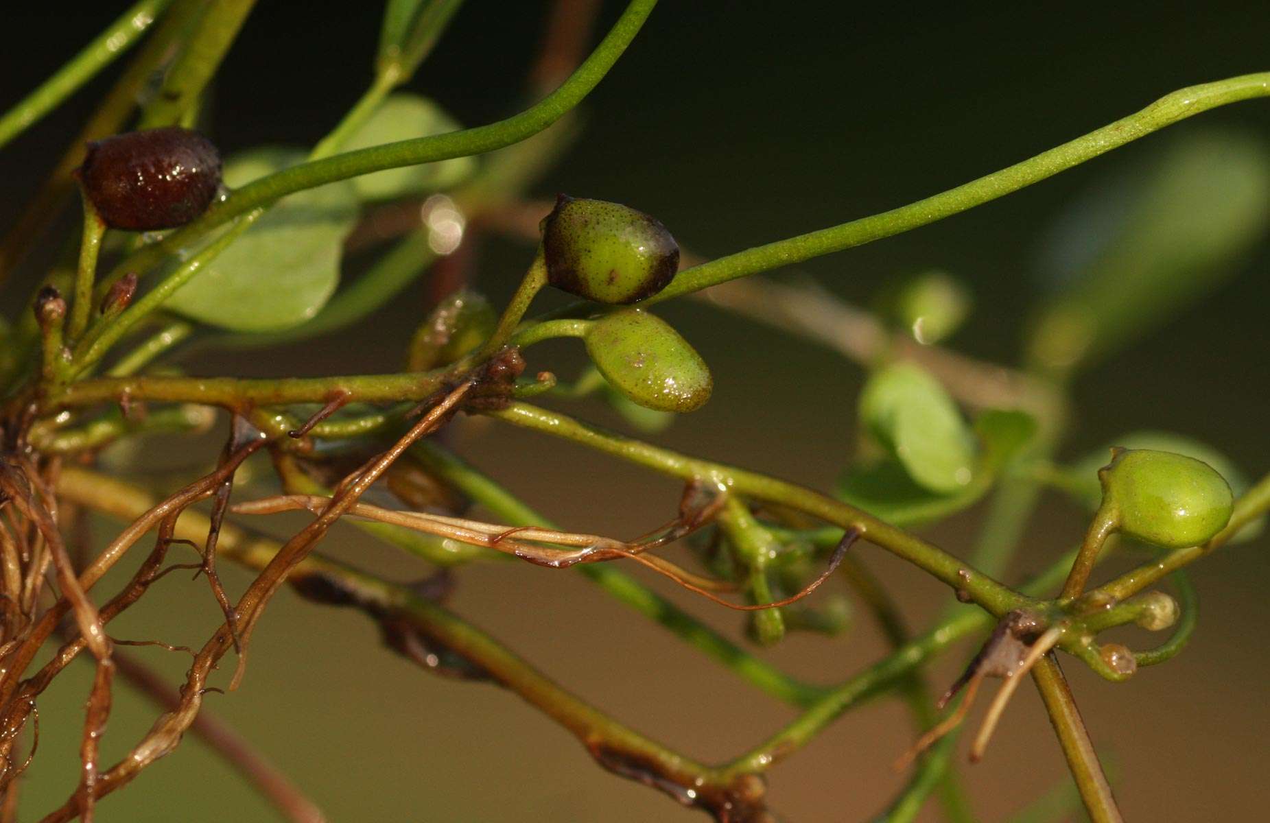 Слика од Marsilea