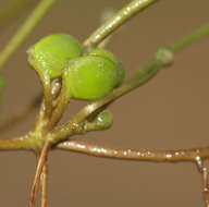 Image of waterclover