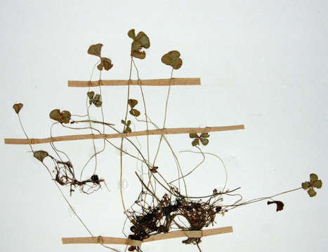 Image of <i>Marsilea nubica</i> A. Braun var. <i>gymnocarpa</i> (Lepr. ex A. Braun) Launert