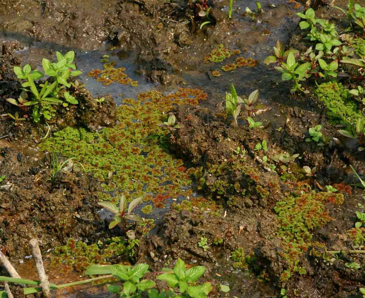 Image of Red water fern