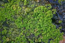 Image of Red water fern