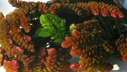 Image of Red water fern