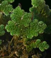 Image of Red water fern