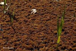 Image of Red water fern