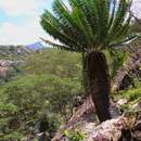 Image of Runde Cycad