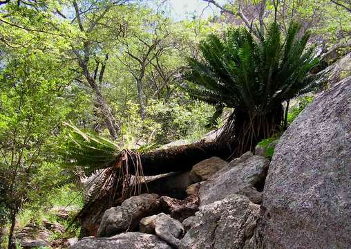 Image of bread tree