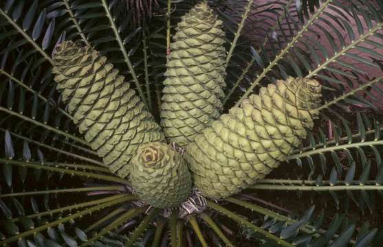 Image of bread tree