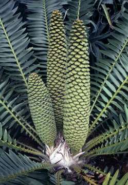 Image of bread tree