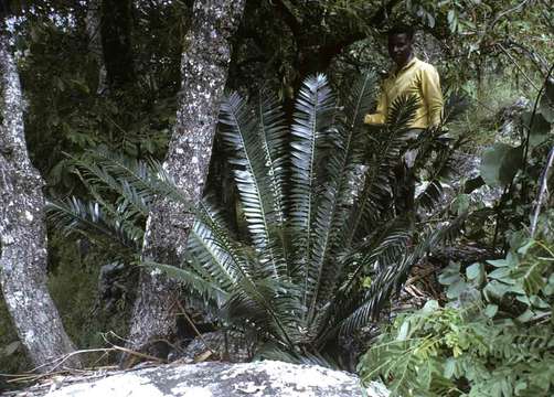 Image of bread tree