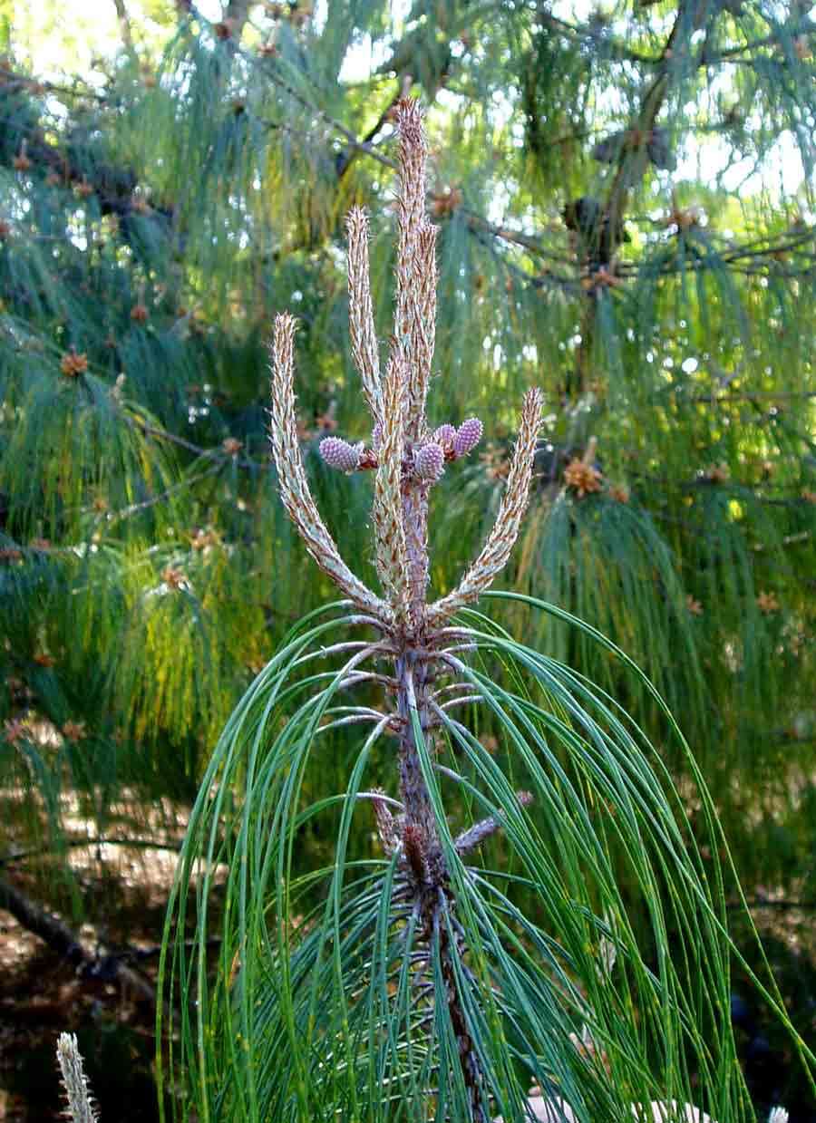 Image de Pinus patula Schiede ex Schltdl. & Cham.