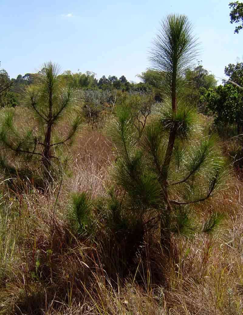 Image of Pine