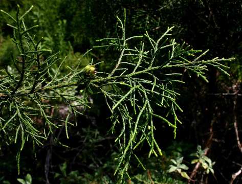 Image of African cypress