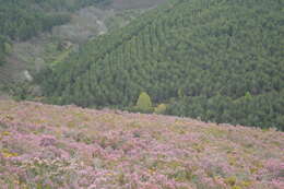 Image of Erica australis L.