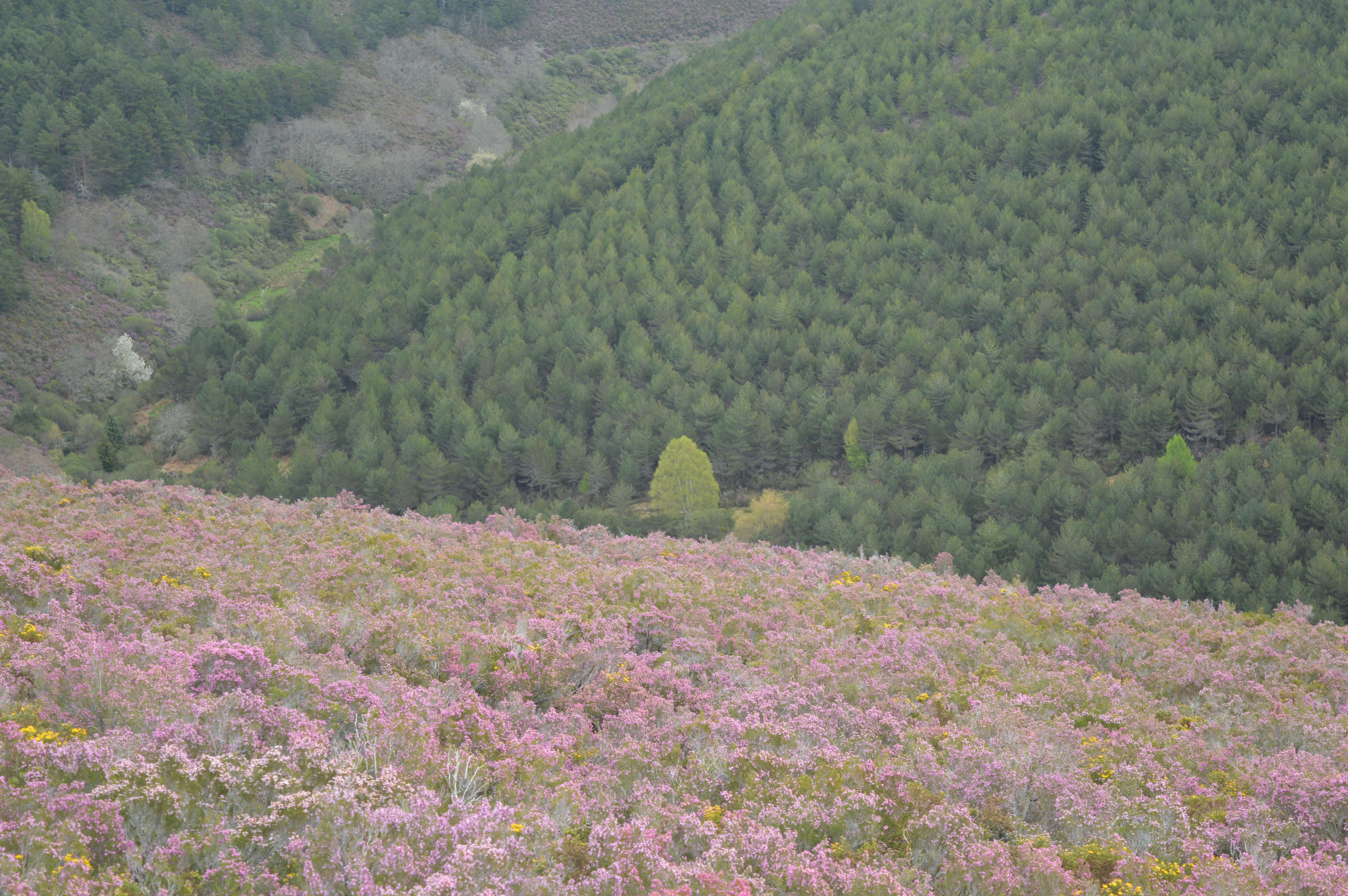 Image of Erica australis L.