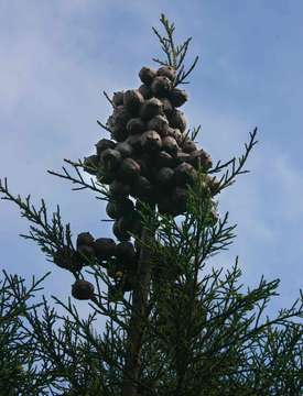 Image of African cypress