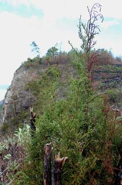 Image of African cypress