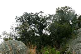 Imagem de Juniperus procera Hochst. ex Endl.