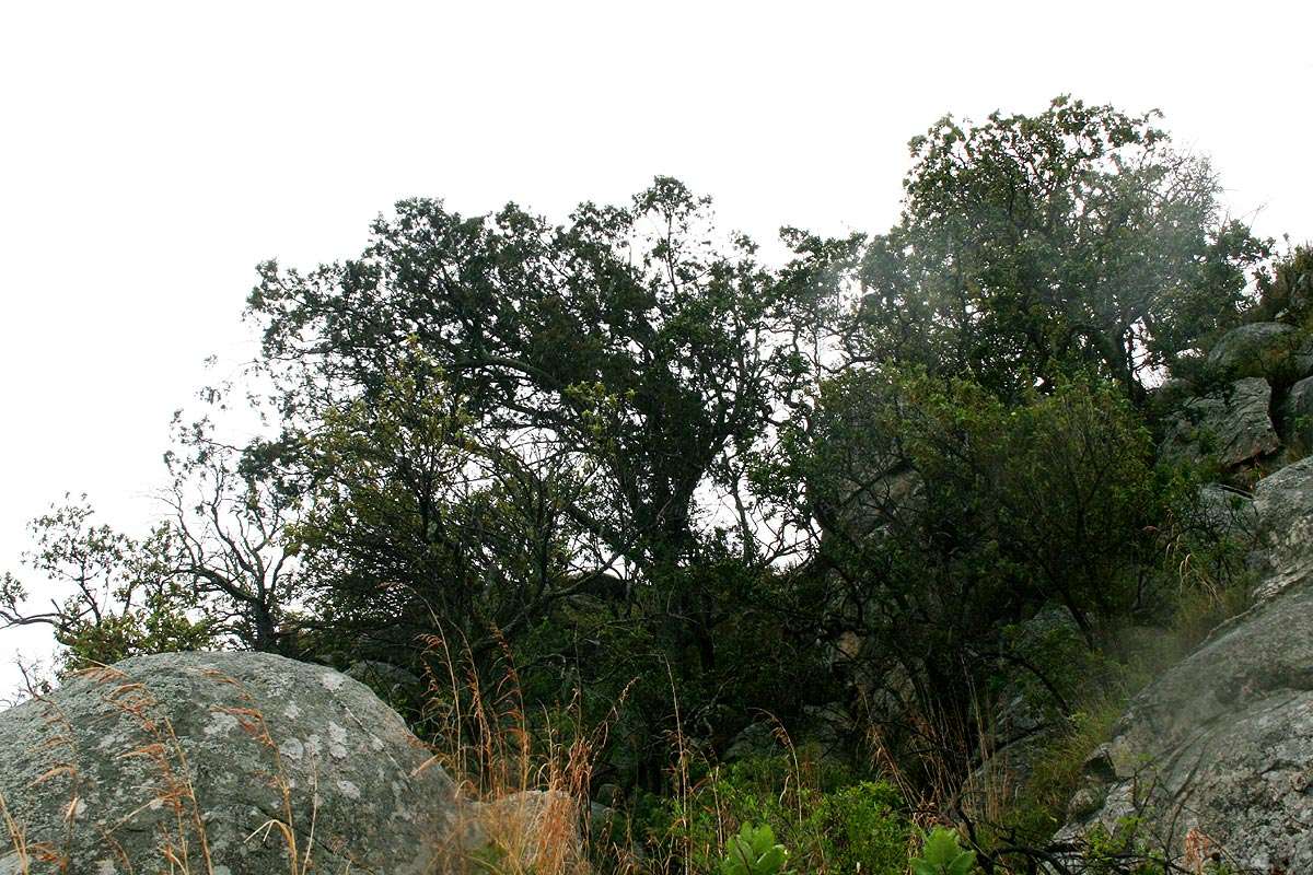 Слика од Juniperus procera Hochst. ex Endl.