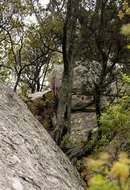 Imagem de Juniperus procera Hochst. ex Endl.