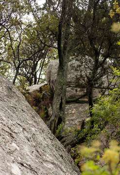 Image of African Juniper